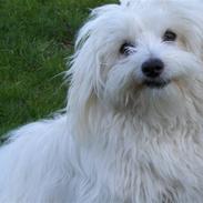 Coton de tulear Cassi *Den Bedste*