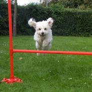 Coton de tulear Cassi *Den Bedste*