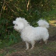 Coton de tulear Cassi *Den Bedste*