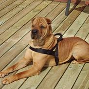 Shar pei Woody