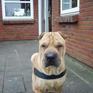 Shar pei Woody