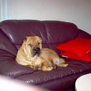 Shar pei Woody