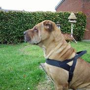 Shar pei Woody