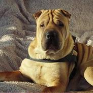 Shar pei Woody