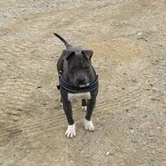 Amerikansk staffordshire terrier Amir R.I.P. fars dreng