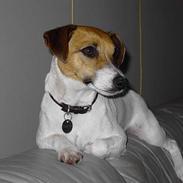 Jack russell terrier Nikki
