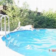 Jack russell terrier Nikki