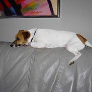 Jack russell terrier Nikki