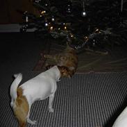 Jack russell terrier Nikki