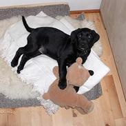 Labrador retriever Sindri