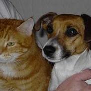 Jack russell terrier Nikki