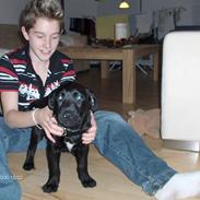 Labrador retriever Sindri