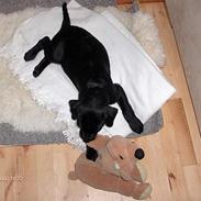 Labrador retriever Sindri