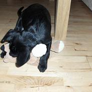 Labrador retriever Sindri