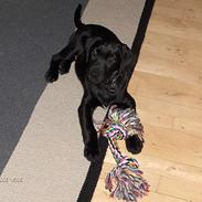 Labrador retriever Sindri
