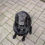 Labrador retriever Thor