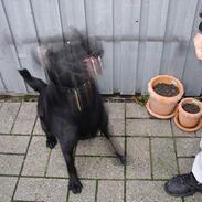 Labrador retriever Thor