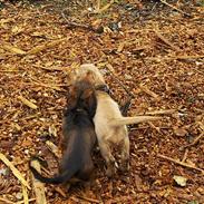 Basset fauve de bretagne Ina