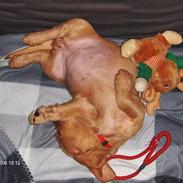 Basset fauve de bretagne Ina