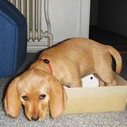 Basset fauve de bretagne Ina