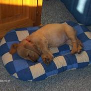 Basset fauve de bretagne Ina