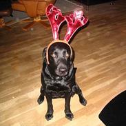 Labrador retriever Freja