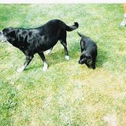 Labrador retriever Freja