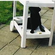 Labrador retriever Freja