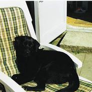 Labrador retriever Freja