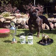 Staffordshire bull terrier Baccy
