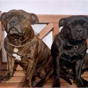 Staffordshire bull terrier Baccy