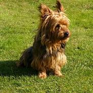 Australsk terrier malte