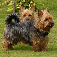 Australsk terrier malte