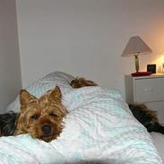 Australsk terrier malte