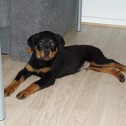 Rottweiler Tyson