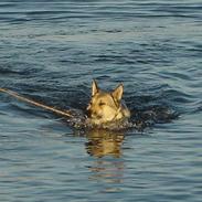 Tjekkoslovakisk ulvehund Dolly
