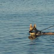 Tjekkoslovakisk ulvehund Dolly