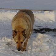 Tjekkoslovakisk ulvehund Dolly