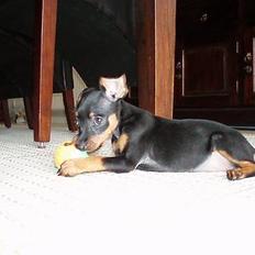 Prazsky krysarik Aya