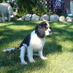 Cavalier king charles spaniel rater