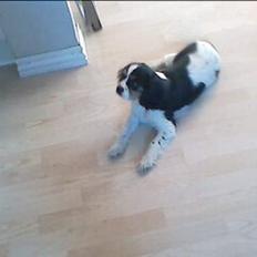 Cavalier king charles spaniel rater