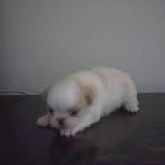 Blanding af racer Ollie