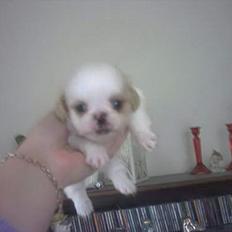 Blanding af racer Ollie