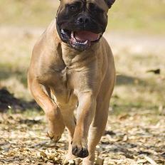 Bullmastiff Ally