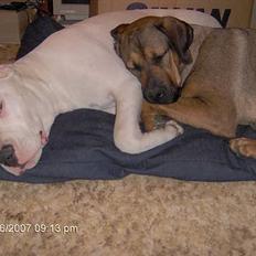 Dogo argentino Tyson