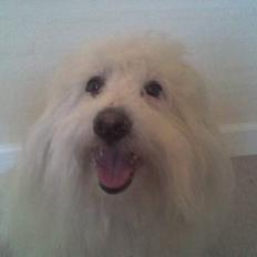 Coton de tulear Kenzo