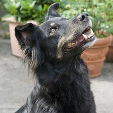 Blanding af racer Maxi