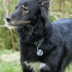 Blanding af racer Maxi