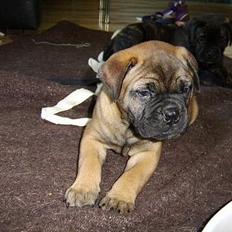 Bullmastiff Emma