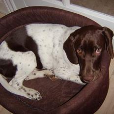 Gammel dansk hønsehund Tilde